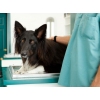 Animal Care - Przychodnia Weterynaryjna